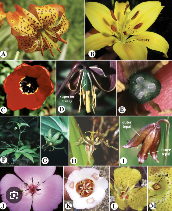 <ul><li><p>Bulbous herbs</p></li><li><p>No onion smell</p></li></ul><p></p>