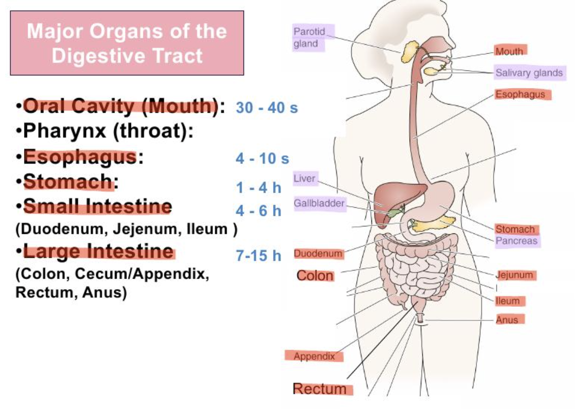 <ul><li><p>30-40s transport</p></li><li><p>mechanical digestion (teeth), mix with saliva</p></li></ul><p></p>