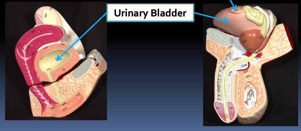 <p>Structure: Urinary bladder</p><p>System: Urinary</p><p>Function: Stores urine.</p>
