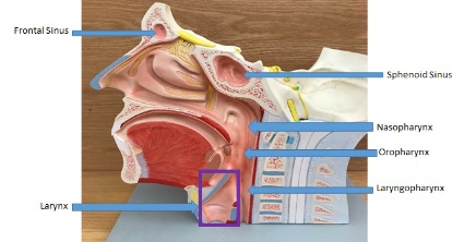 <p>sphenoid sinus, nasopharynx, <span style="background-color: transparent; font-family: "Times New Roman", serif;">Oropharynx</span>, <strong>laryngopharynx</strong>, larynx, frontal sinus</p>
