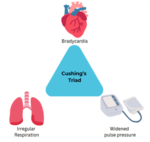 <ul><li><p>widened pulse pressure (high systolic/low diastolic BP)</p></li><li><p>bradycardia (low heart rate)</p></li><li><p>irregular respiration</p></li></ul><p></p>