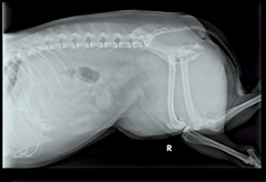 <p>What is the normal position like of the colon?</p>
