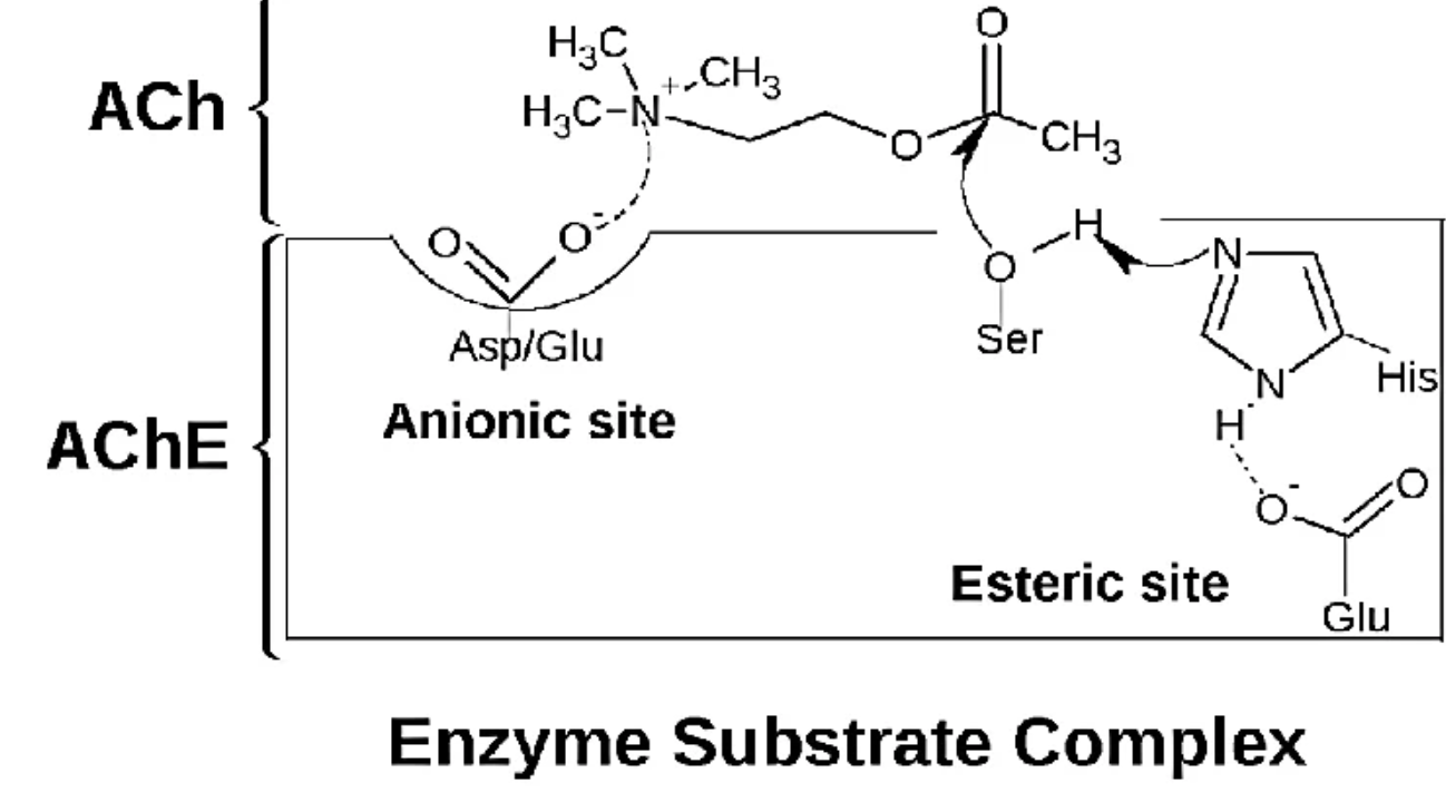<p>A. Serine – Histidine – Glutamate</p>