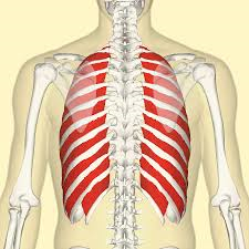 <p>anterior, in between ribs, fibers run opposite direction, external muscles open lungs, internal close lungs</p>
