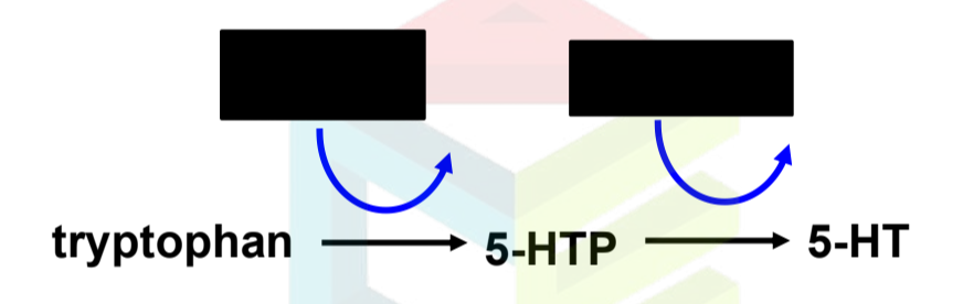 <p>Identify enzymes in 5 HT Synthesis </p>