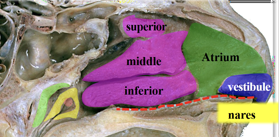 <ul><li><p>On the lateral wall of the nasal cavity there is the <strong>nasal conchae</strong> (superior, middle, inferior) that increases surface area and creates turbulence allowing the air to stay in the cavity for longer</p></li></ul><ul><li><p>Divided by the Nasal septum (cartilage at the front and bone at the back) separating the nose into the left and right nasal cavity</p></li></ul><p><br>Function </p><ul><li><p>Filters air</p></li><li><p>Warms inhaled air</p></li><li><p>Humidifies air</p></li><li><p>Traps particles in mucus</p></li></ul><p></p>