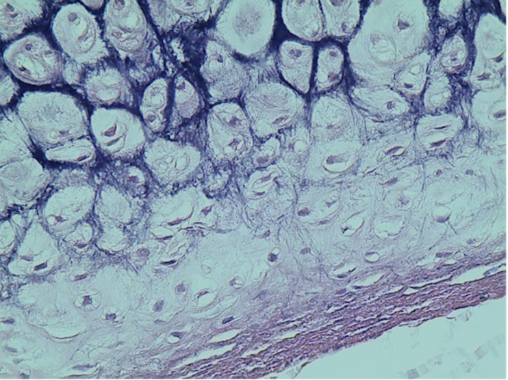 <p>what tissue is this?</p>