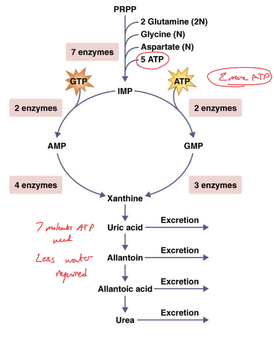 <p>Advantages: Few toxic effects and can be excreted in small volumes of water, urine does not need to be very dilute. </p><p>Disadvantages: Expensive to produce, takes the most energy to produce, uses up 7 molecules of ATP total. </p>