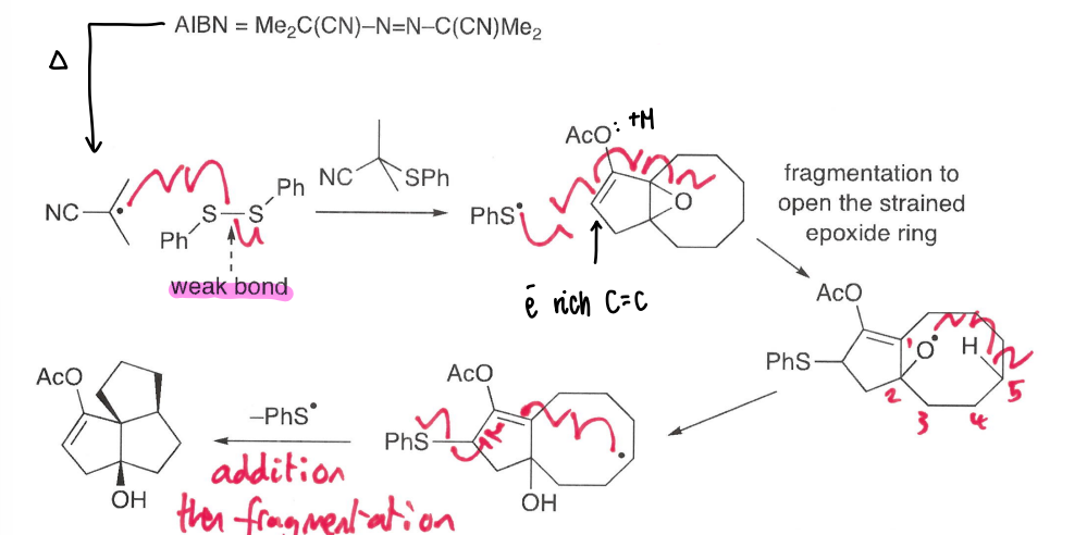 <ul><li><p>AIBN acts as an initiator, breaking down into the radical and N2.</p></li><li><p>This radical forms a PhS* radical which attacks the double bond, causing the epoxide ring opening. </p></li><li><p>This forms an oxygen radical, which undergoes a 1,5-HAT to form the stronger O-H bond.</p></li></ul><p></p>