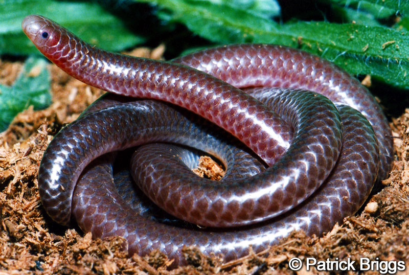 <p>Scolecophidia, Leptotyphlopidae<br>Rena humilis<br>Western Blind Snake</p>