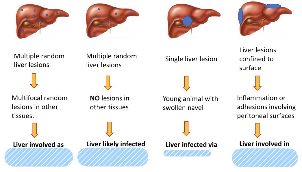 <p>Gross patterns of liver infection + pathogenesis</p>