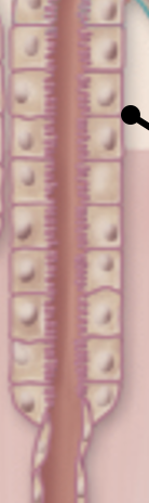 <p><span>DST (thick ascending limb)</span></p>