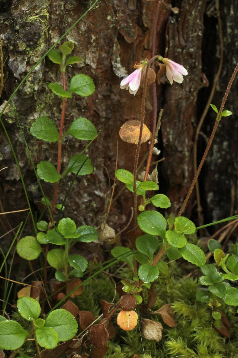 <p>Linnaea borealis</p>