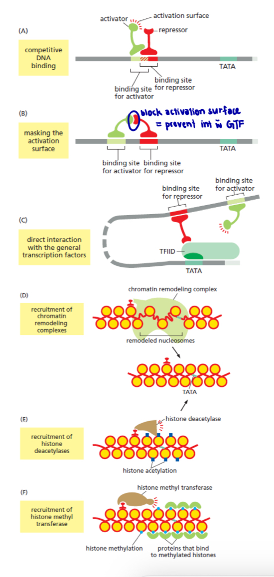<ul><li><p><strong>transcription repression</strong> can act through <u>more than one mechanism</u> at a given target gene, thereby ensuring efficient repression (shown in fig. 11) </p></li><li><p>gene repression is especially important to animals and plants whose growth depends on elaborate and complex developmental programmes </p></li></ul><p>6 ways in which eukaryotic repressors proteins can operate to <strong>inhibit</strong> <strong>transcription</strong>: </p><ol><li><p><mark data-color="yellow" style="background-color: yellow; color: inherit;">Competitive DNA binding</mark> </p></li></ol><ul><li><p>Activator proteins and repressors proteins compete for binding to the same regulatory DNA sequence </p></li></ul><ol start="2"><li><p><mark data-color="blue" style="background-color: blue; color: inherit;">Masking the activation surface </mark></p></li></ol><ul><li><p>Both proteins bind DNA, but the <u>repressors prevents the activator </u>from <u>interacting with the general transcription factors</u> (GTFs) </p></li></ul><ol start="3"><li><p>The <mark data-color="red" style="background-color: red; color: inherit;">repressors blocks assembly of the GTF </mark></p></li><li><p>The <mark data-color="purple" style="background-color: purple; color: inherit;">repressors recruits a chromatin remodeling complex </mark></p></li></ol><ul><li><p>chromatin remodeling complex <u>returns the nucleosome state</u> of the promoter region to its <u>pre-transcriptional form </u></p></li></ul><ol start="5"><li><p>The <mark data-color="green" style="background-color: green; color: inherit;">repressor attracts a histone deacetylase to the promoter </mark></p></li></ol><ul><li><p>repressor reverses histone acetylation, thereby <u>repressing transcription initiation </u></p></li></ul><ol start="6"><li><p>The <mark data-color="yellow" style="background-color: yellow; color: inherit;">repressor attracts a histone methyl transferase </mark></p></li></ol><ul><li><p>histone methyltransferase <u>modifies certain positions</u> on histone by attaching methyl groups </p></li><li><p>the methylated histone, in turn, are bound by proteins that <u>maintain the chromatin in a transcriptionally silent form </u></p></li></ul><p></p><p></p>