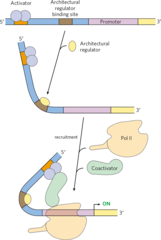 <p>Proteins like HMG that bend DNA to facilitate interactions between enhancers and promoters.</p>