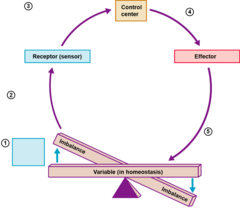 <p>3 main parts of homeostatic control</p>