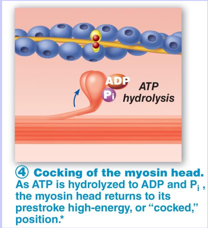 <ol><li><p>Myosin <strong><em>hydrolyzes</em></strong> the ATP molecule (breaks ATP into ADP &amp; P<sub>i</sub>)</p></li><li><p>Myosin head “cocks” in preparation for another cycle</p></li></ol><p></p>