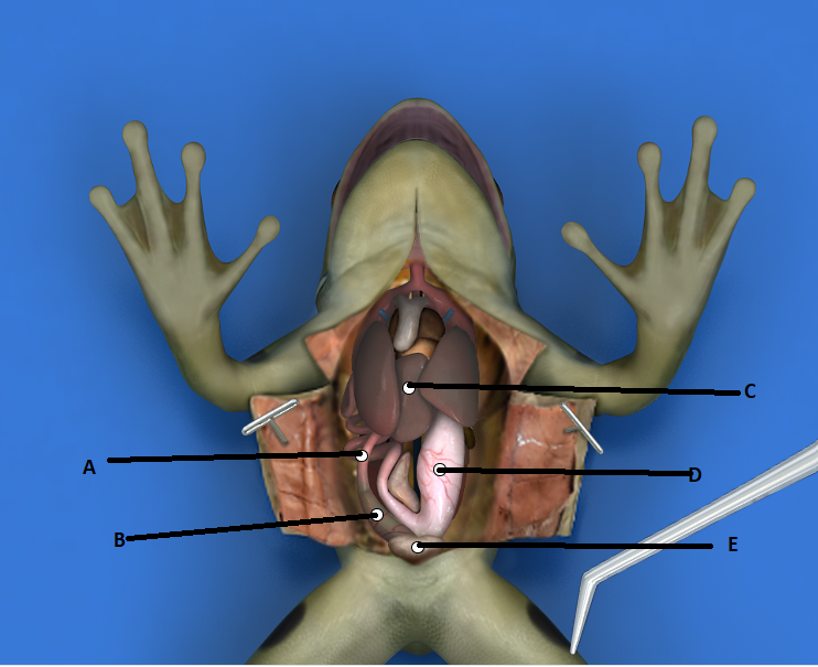 <p><span>Which letter represents the stomach?</span></p>