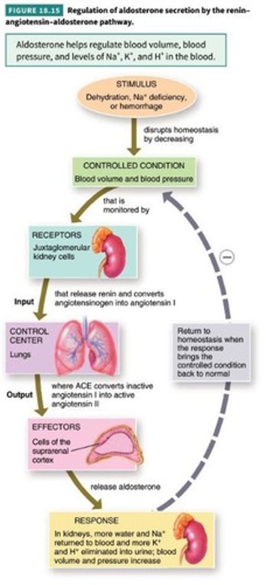 <p>renin angiotensin axis</p>