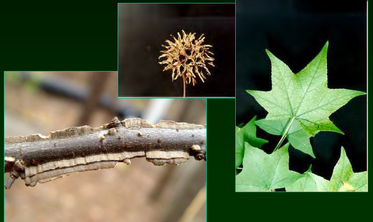 <p>•</p><p>Altingiaceae</p><p>•</p><p>Key Characters:</p><p>•</p><p>Star-shaped leaves</p><p>•</p><p>Ridged twigs</p><p>•</p><p>Aggregate fruit of spiny capsules</p>