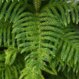 <p>What type of narrow leaf is depicted? </p>