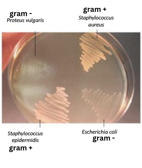 <p>Inhibits gram-negative bacteria via phenylethyl alcohol (selective component).  BUT, gram-negative colonies may grow, it would just be smaller and less abundant.</p>