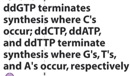 <p>Perform PCR with mix of <strong>dNTPs and ddNTPs </strong>– when ddNTP incorporated, chain elongation stops</p><p style="text-align: left;"></p><p style="text-align: left;">Creates lots of molecules of different lengths – separate on gel to determine sizes.&nbsp;</p><p style="text-align: left;"></p><p style="text-align: left;">By linking different coloured<strong> flourescent dyes to each ddNTP</strong>, we can determine what nucleoetide is at the end of the chain.</p>