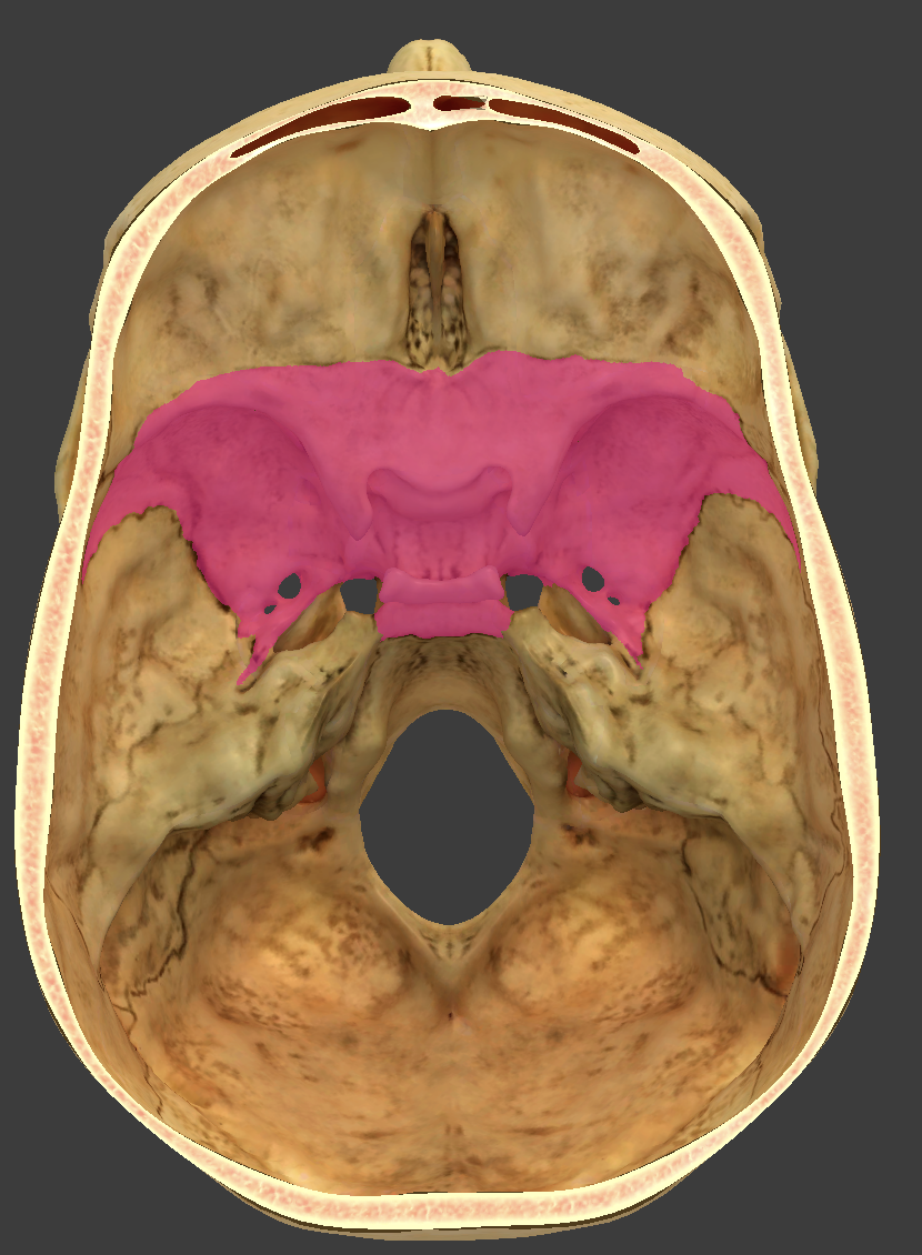 <p>bone/structure highlighted in pink</p>