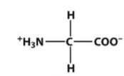 <p>non-polar; hydrophobic amino acid; no chiral carbon</p>