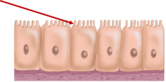 <p>exposed surface of cells</p>