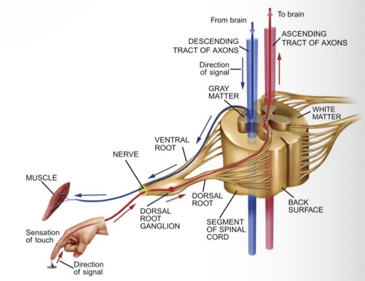 <ul><li><p>the spinal nerves arise from the spinal cord at each segment by way of two </p></li><li><p>Dorsal roots carry input from the sensory receptors. Afferent sensory nerve fibres enter the spinal cord at the dorsal root.</p></li><li><p>Efferent motor nerve fibres exist the spinal cord at the ventral root.</p></li><li><p>Each spinal nerve is formed by the combination of nerve fibres from the dorsal and ventral roots of the spinal cord.</p></li></ul><p></p>