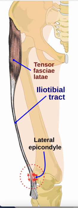 <p><span style="background-color: transparent;">Iliac crest / spine / iliotibial tract | Flexion, abduction</span></p>