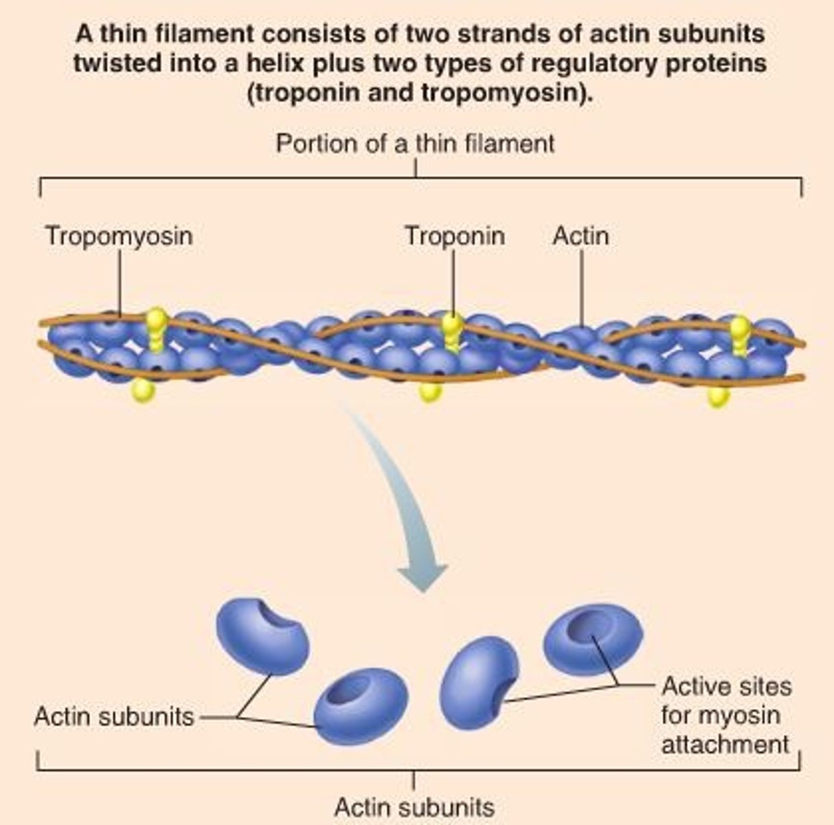 <p>Actin filament that interacts with myosin during contraction.</p>