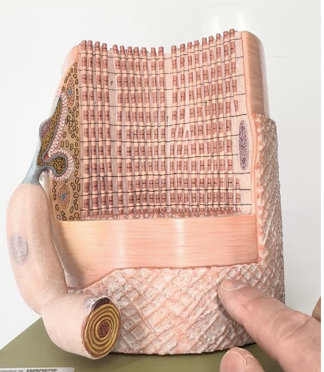 <p>surrounds muscle fiber</p>