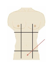 <p>lower middle portion</p>