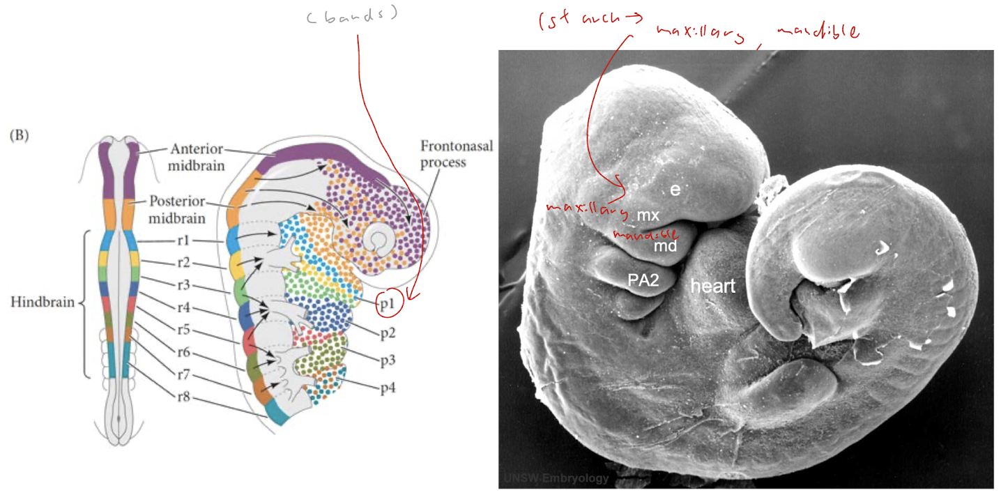 <p>(skeletal derivatives?)</p><ul><li><p>post-migratory neural crest cells populate future face</p></li></ul><p></p>
