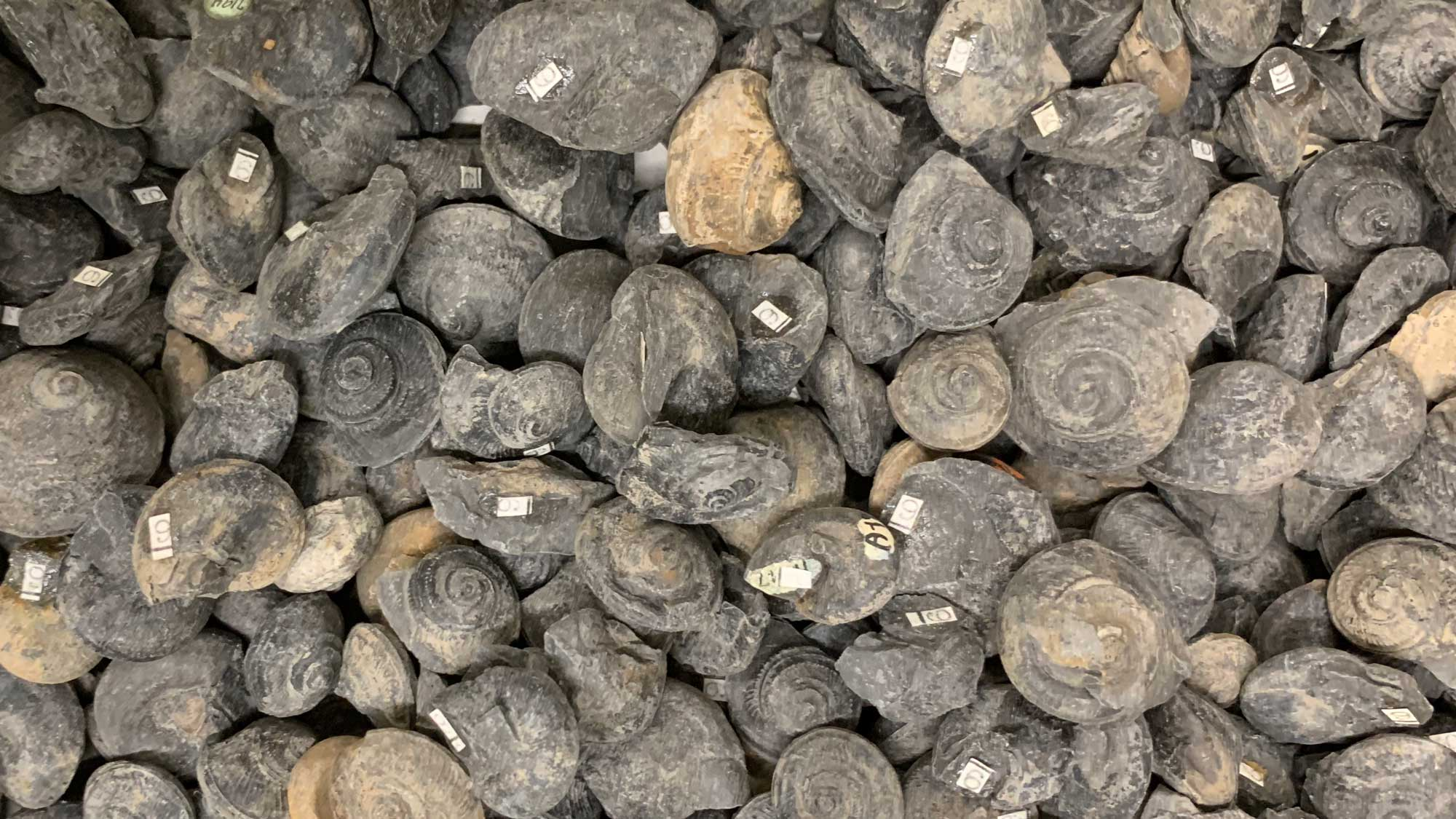 <p>What fossil is this?</p>