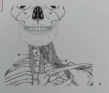 <p>C</p>