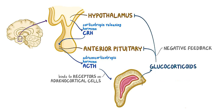 <p>Hypothalamus release CRH</p><p>Signals anterior pituitary to release ACTH</p><p>ACTH stimulates adrenal cortex</p><p>Releases glucocorticoids</p><p>Negative feedback</p><ul><li><p>Cortisol inhibits hypothalamus and pituitary</p></li><li><p>Once cortisol is produced, it inhibits glands from releasing hormones</p></li></ul><p></p>