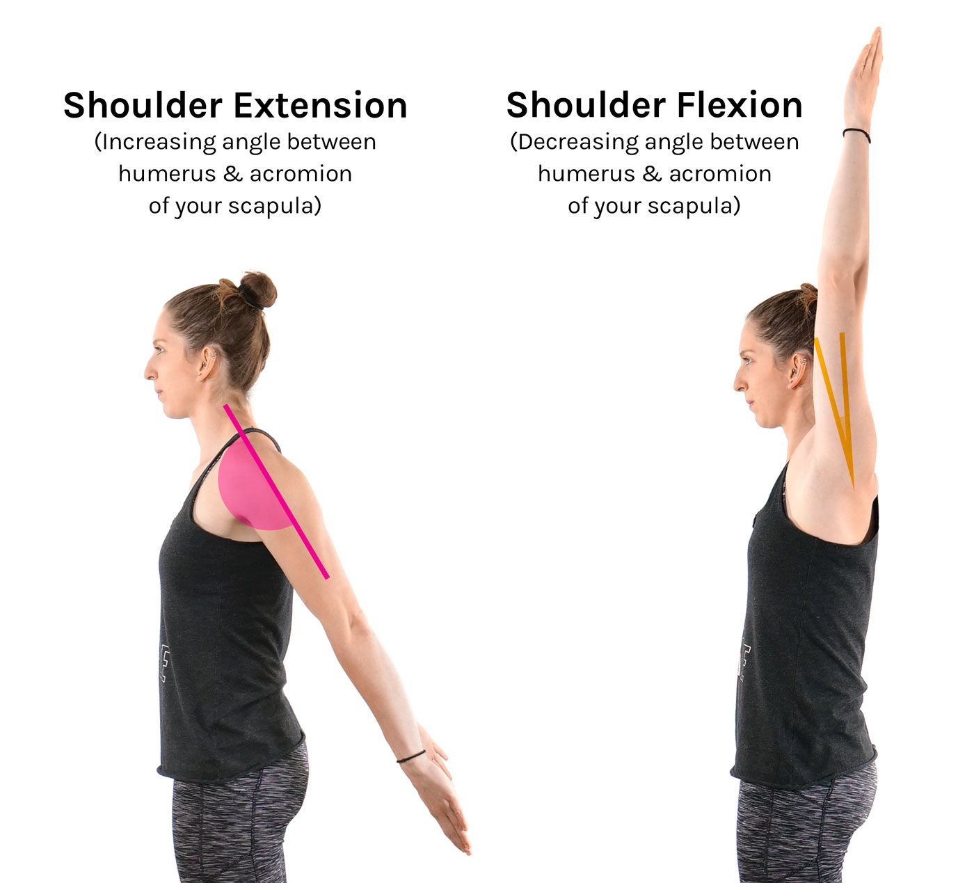 <p>Forward movement of the upper limb in the sagittal plane, primarily performed by the clavicular head of the pectoralis major, anterior deltoid, coracobrachialis, and biceps brachii.</p>