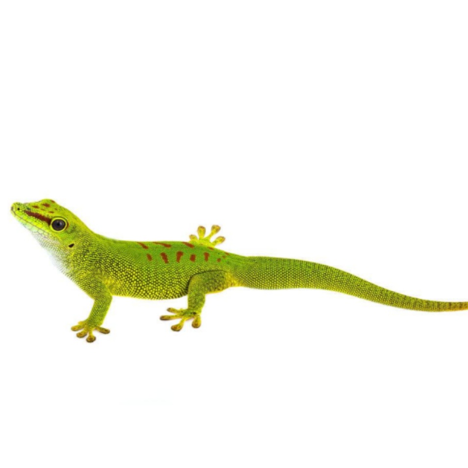 <p>name this animal</p>