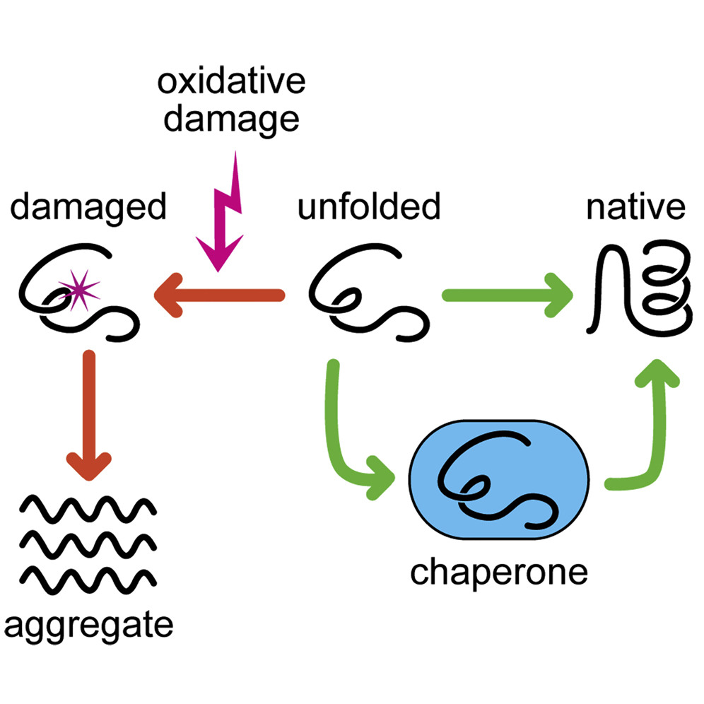 <p>Proteins that undergo a change in conformation (typically requiring ATP) to facilitate protein folding; occurs during co-translational import into the ER</p>