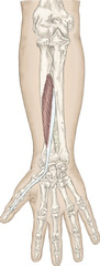 knowt flashcard image