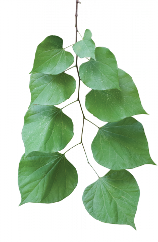 <p>What is this? </p>