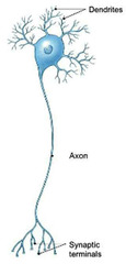 <p>- A neuron with a single axon and multiple dendrites; the most common type of neuron in the nervous system.</p>