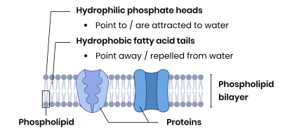 <p><strong>Describe the structure and function of the cell-surface membrane.</strong></p>