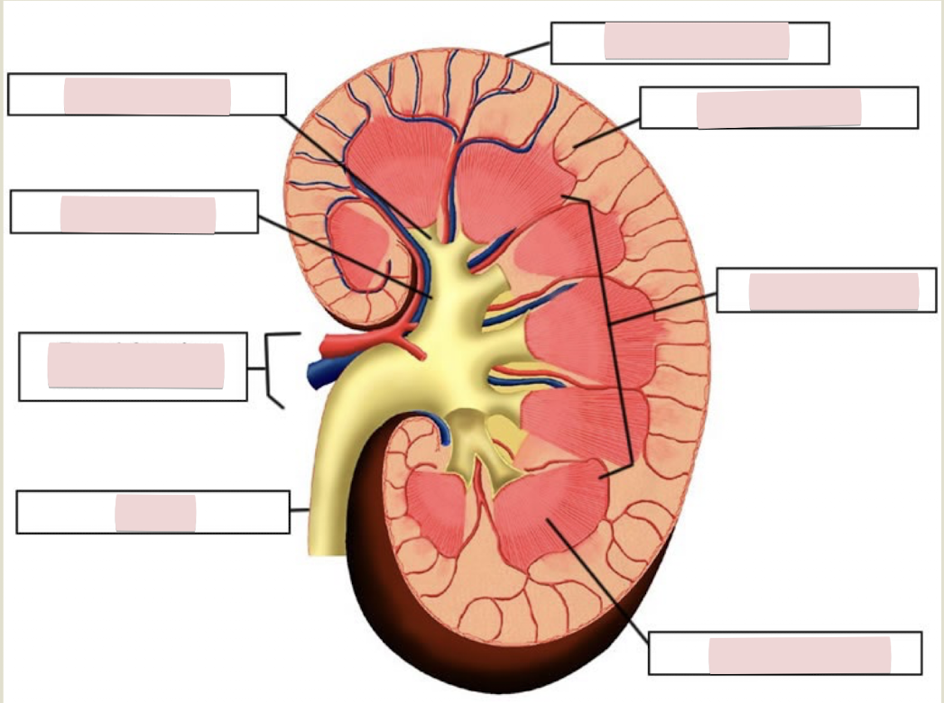 <p>Label the figure</p>