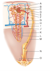 <p>Where is the Efferent glomerular arteriole?</p>