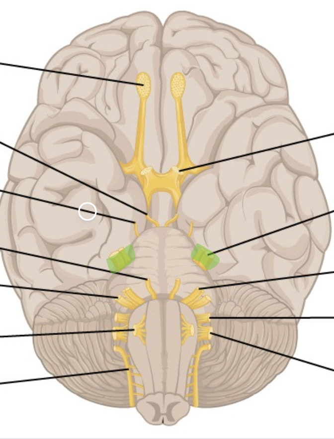 <p>CN 5</p><p>fat, the middle of pons</p>