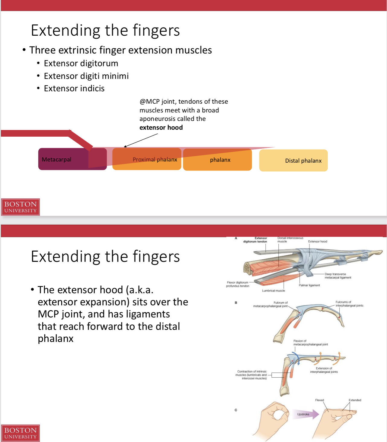 <p><span><br><strong>Intrinsic muscles of the hands:</strong><br>• Lumbricals insert on the <strong>extensor hoods</strong>, aiding in<strong> extension</strong></span></p><p></p><p><span><strong>Interossei muscles</strong>:</span></p><ul><li><p><span>insert onto the<strong> extensor hoods</strong> and contributing to <strong>finger extension</strong> and<strong> ab/adduction</strong></span></p></li></ul><p></p>